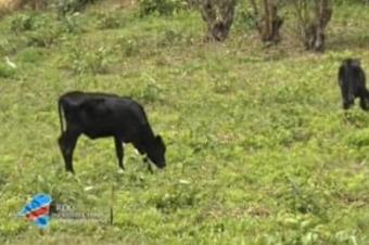 Ferme  Malulu 123 hectares 7.380.000